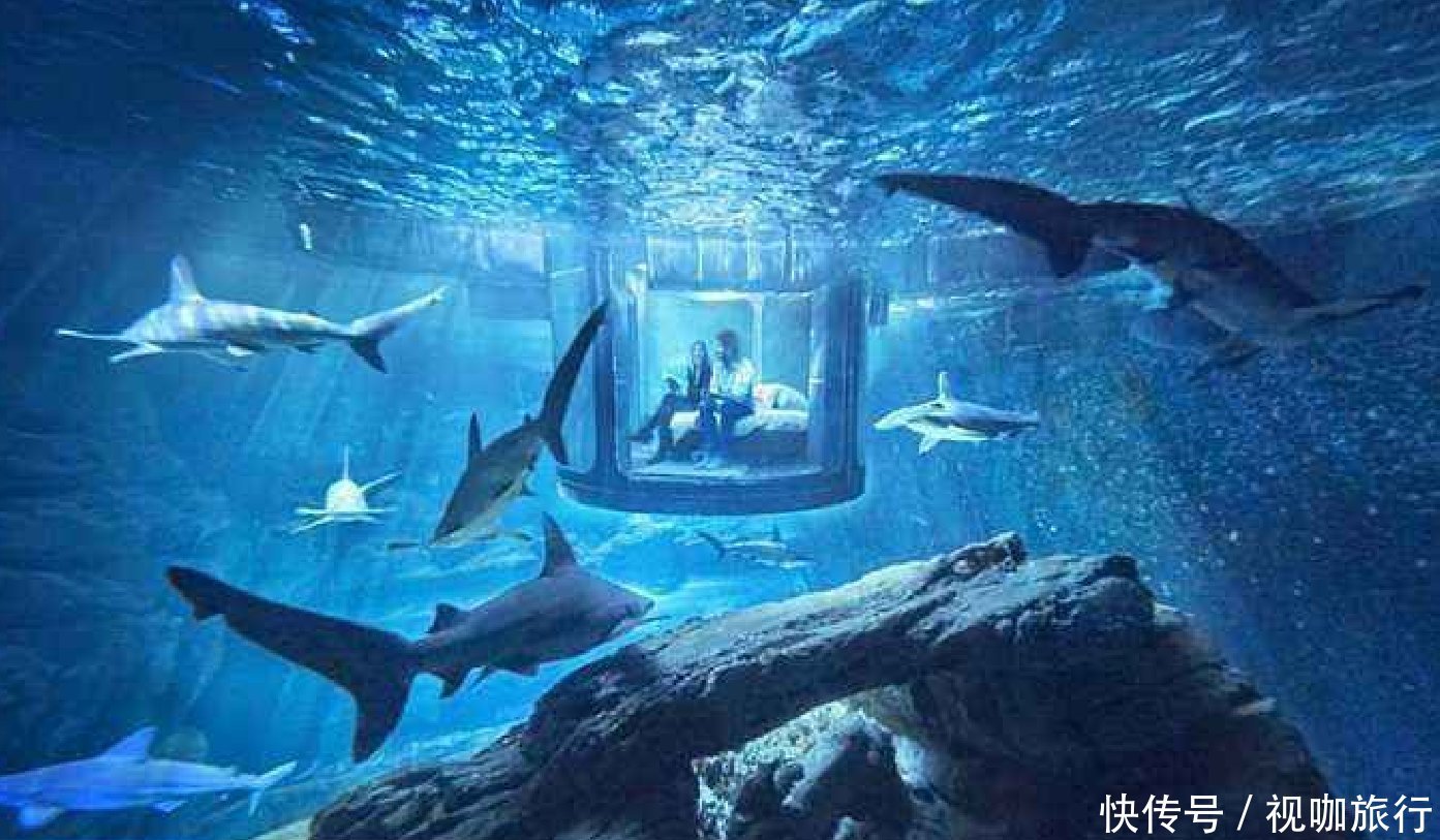 不一样的水下卧室，一个外面有35条鲨鱼，一个非常美丽