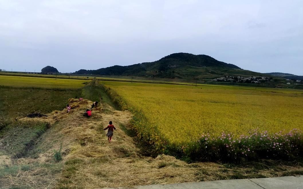  收割|走进朝鲜：看看朝鲜农民如何收庄稼？