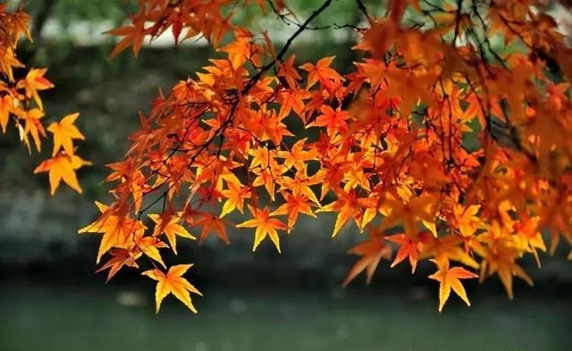 别老想着去日本拍红叶,中国这些地方的红叶也很好看