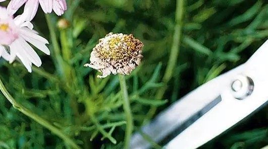  好处|如何给家里的盆栽进行修剪，花草的修剪有什么好处，你知道吗？