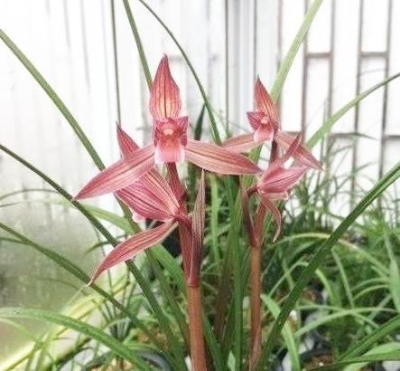  「值得」中华顶级红素兰花，一杆多花，花色艳丽迷人，花开浓香，值得拥有