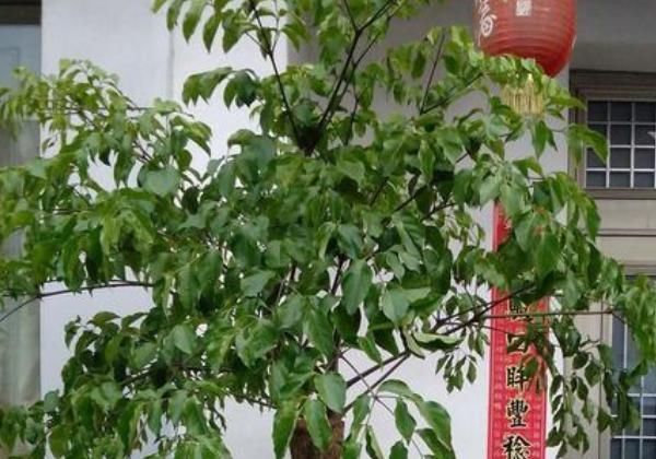  [家中]4种“富贵花”，一盆招财两盆旺运，三盆家中成福地，尤其第3种