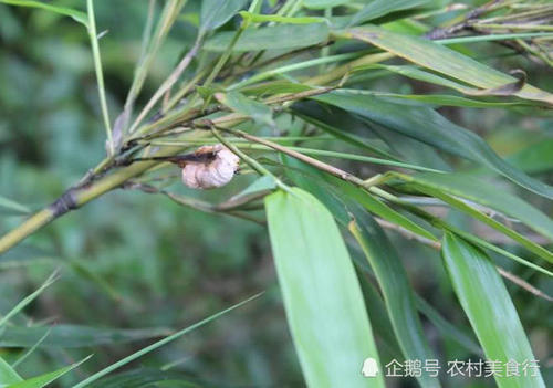 竹子长出“瘤子”农民见到就犯愁，殊不知是宝贝，如今一斤60元