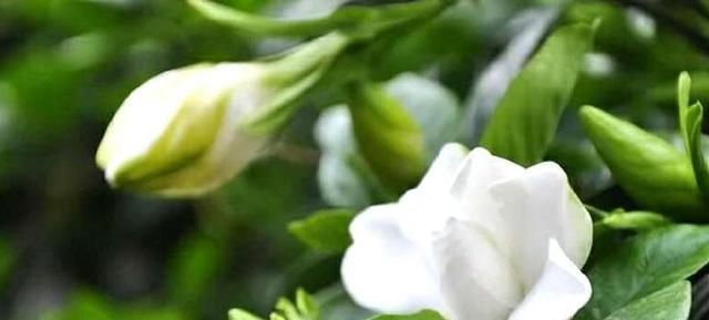  『影响』栀子花叶子薄、小、软，赶紧这么做，否则会影响开花！