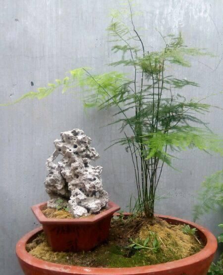  「养护文竹」文竹喜欢“糖水”，每30天给它喝一口，枝叶翠绿又茂盛