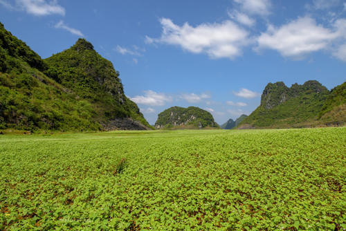 春天最值得一去的3个精选赏花地，风景美爆了且还不收取门票！