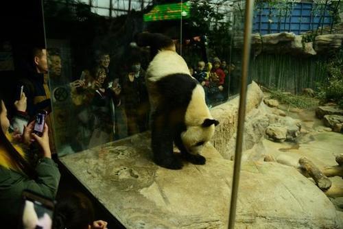 国宝“熊猫”被游客观光时，却向游客拉屎撒尿，网友：好调皮捣蛋