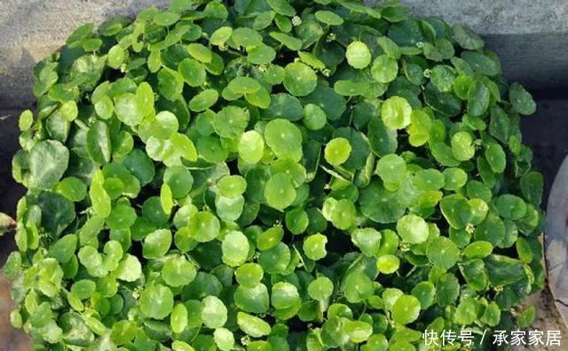  保活：养花小技巧：养花全靠1句话，100%保活！
