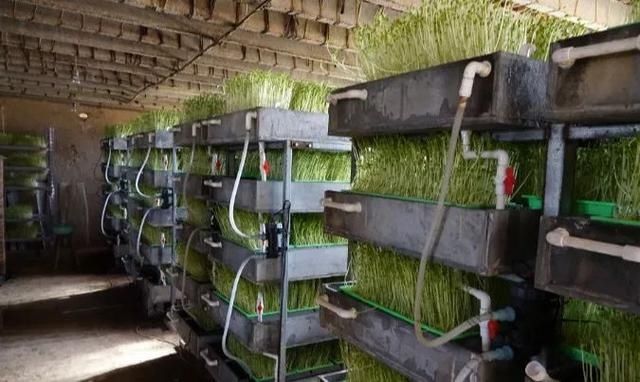  「生态」养鱼不用换水，种菜不用施肥，这种生态种养绝了