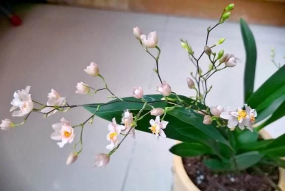 「香水」今年最火的兰花,一棵就能香满屋,比香水好闻多了!