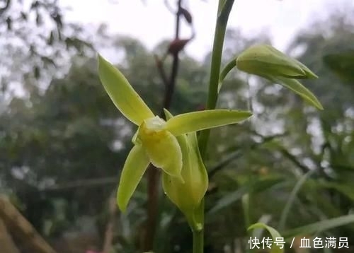  『蕙兰开花』养兰花就是养根？蕙兰的根茂盛就是不来花苞怎么回事，广州缺一门