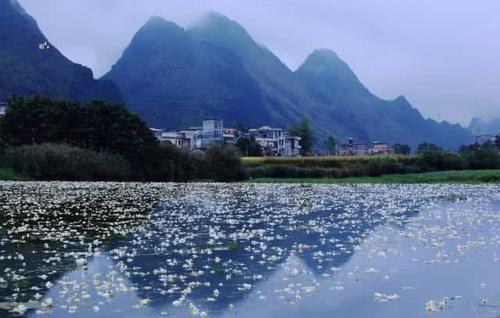 广西有一条“花河”，清澈的水面铺满了花朵，还不来见识一下吗？
