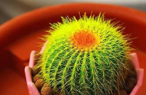  『好处』这些常见植物，放家里有很多好处！