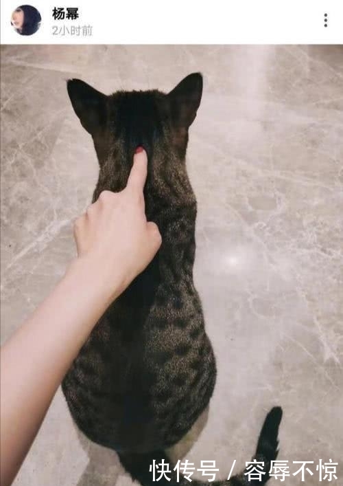 杨幂和魏大勋什么情况