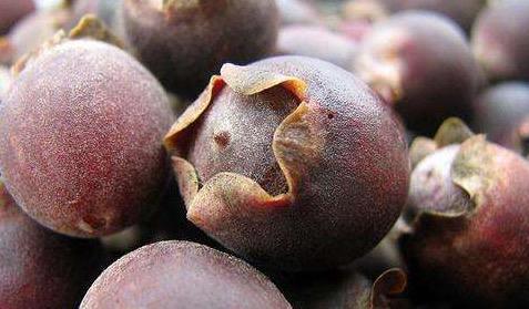 可以用来泡酒的野果，很少有人认识，现在产量很少