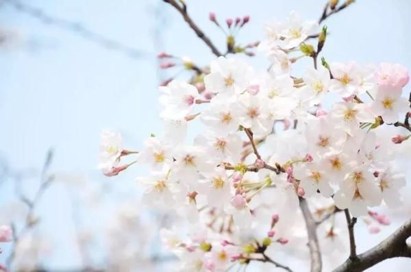 最美樱花季即将到来！沪上赏樱攻略在此