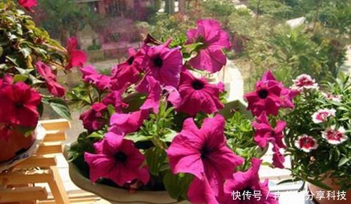 【绿萝】出门捡点东西，用来养花，不花一分钱，绿萝吊兰都喜欢！
