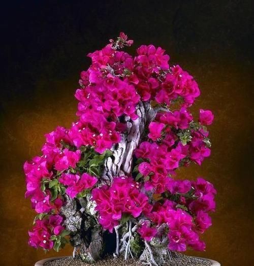  「千万别」5种“过期药”千万别扔，花儿用了，长得壮开花旺，比肥料都好使