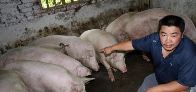  养殖户：农村猪贩子收猪时，为什么要揉猪肚子、揪猪尾巴？