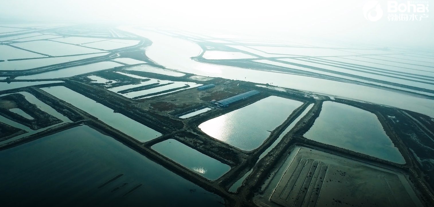  「经济」小对虾掀起现代海洋大产业！滨州北海经济开发区推动传统海洋产业提档升级