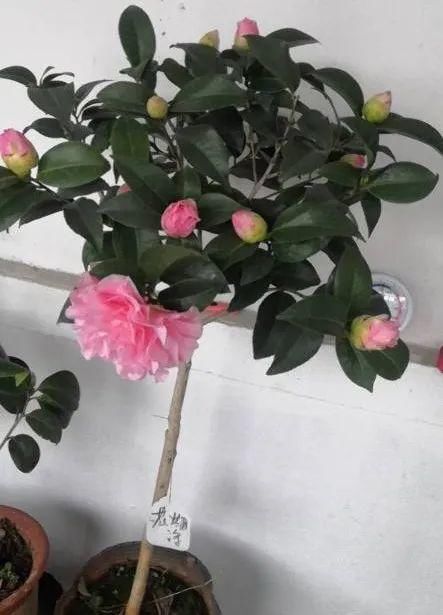 『光照』30种耐阴花,室内光照不佳,也能全年开花