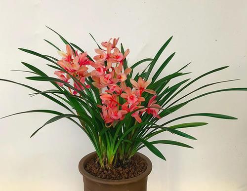  盆栽■盆栽红贵妃，花中香祖，红杆红花红遍天，四季开花，花量大易养活