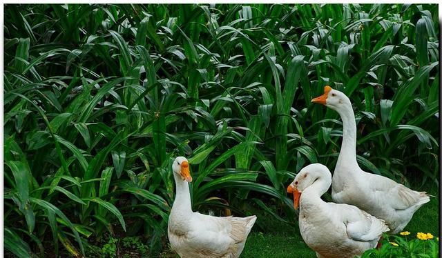  [适合]在农村养鹅最适合多久卖一次？