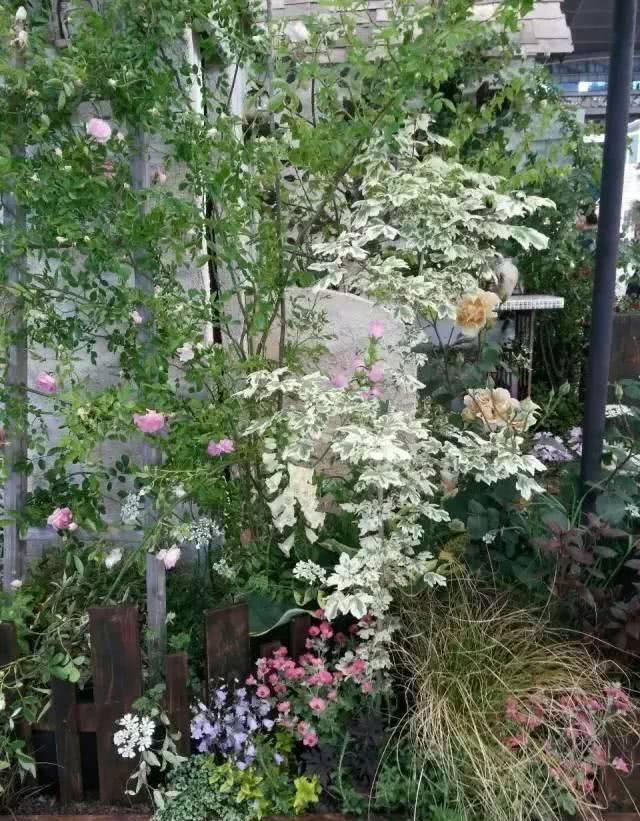  「养花」等我们年纪大了，回乡下，开辟院子，种菜养花