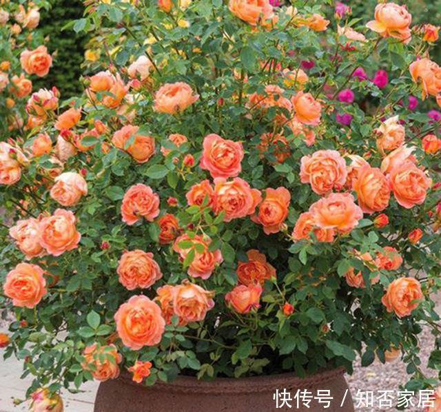  #花钱#老家淘个“大破缸”，种花养鱼，美轮美奂，不花钱还好看