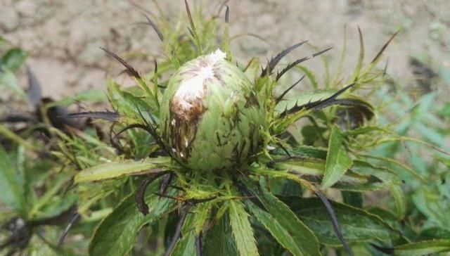  [除掉]它是如此的珍贵，却少人重视，常被除掉，今后请珍惜，75