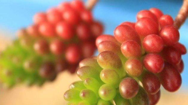 「红色」红色浆果这样养,新的一年“红红火火”!