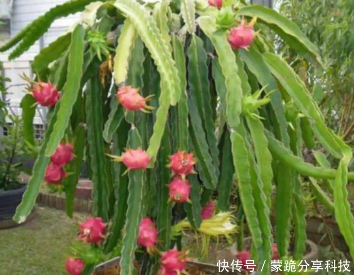  果子@“火龙果”盆栽不结果？是因为少了这一步，加一步果子挂满枝！