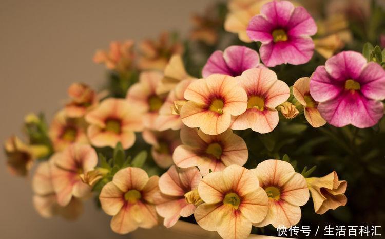 #耐旱#适合夏天养的5种花,耐热耐旱又耐晒,花大色艳很漂亮,人见人爱