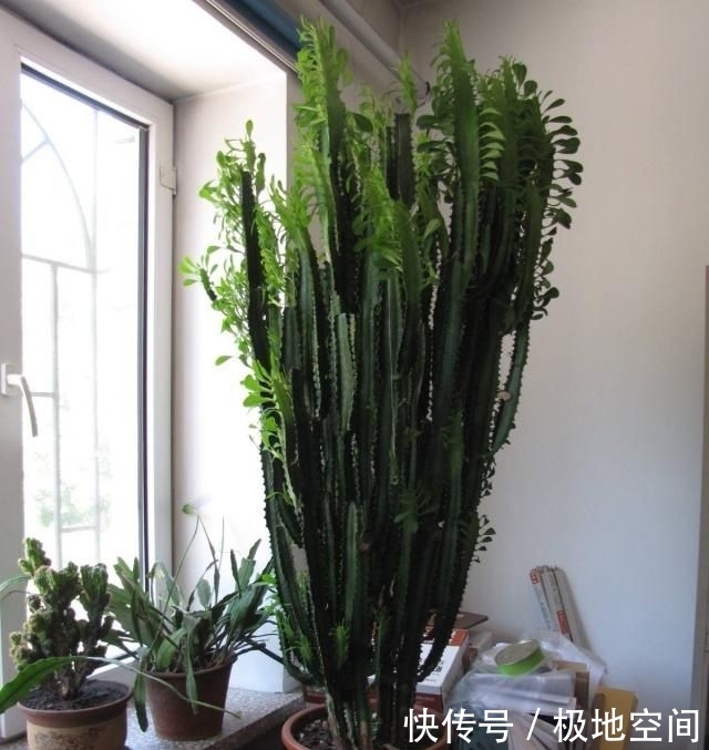  观赏价值@金钱树、富贵竹，都不如这4种花，招财纳福又镇宅，越养越值钱！