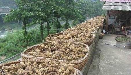  「黄精」不想再当穷人？试试种它，亩收益5万元不是梦，有人靠它