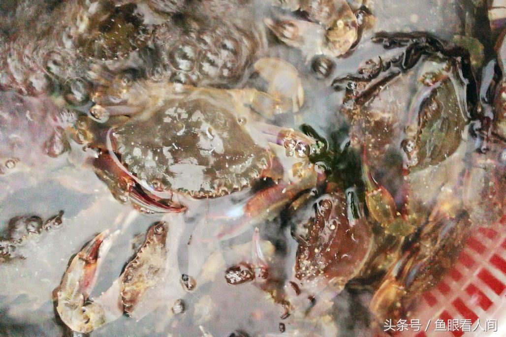 菜市场梭子蟹供销两旺 普通蟹25块钱一斤 摊贩下午3点坚守到7时