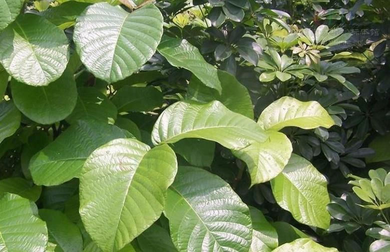  『红艳』法国蔷薇花密，色艳，香浓，秋果红艳，是极好的垂直绿化材料。