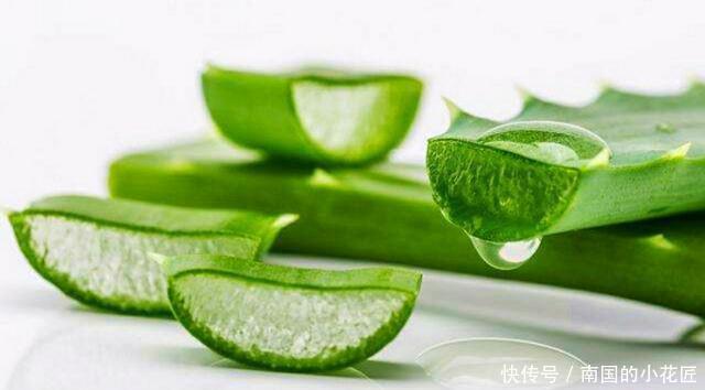  #盆土#“芦荟”日常养护，做好这三点，枝叶肥厚，噗噗长