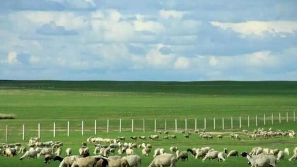 中国人真聪明：在发电站放了几千只羊，世界难题就被解决了！