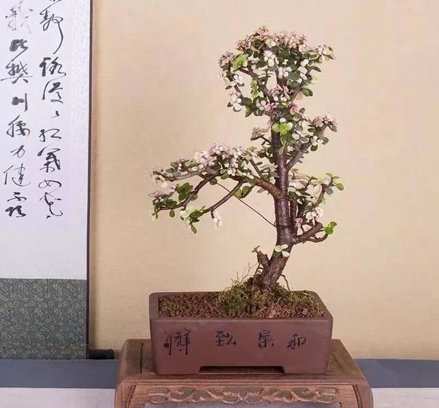  『家里养上几盆』春天在家养盆“吉祥花”，旺运又旺宅，招福又招财，越养越值钱