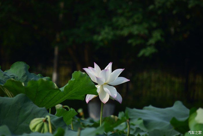 奥迪A6L，宝马X3，奔驰GLB，凯迪拉克CT5，不一样的新感受之九