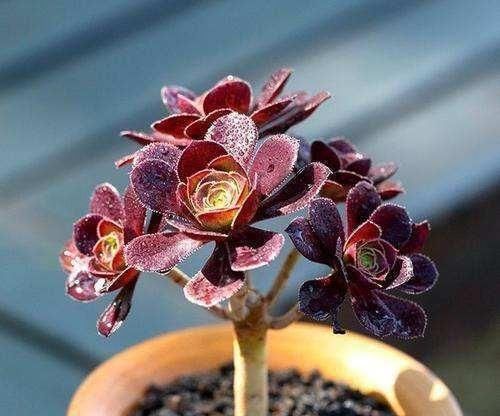  法师■多肉植物法师多久应该换盆，要注意什么？