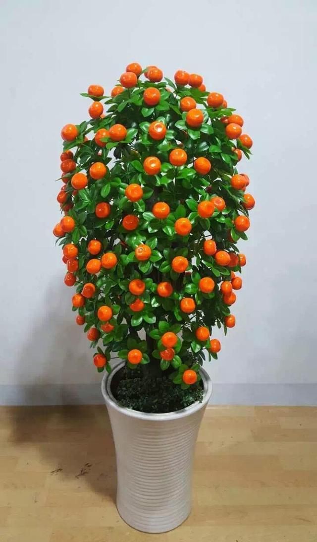  植物■这“2种”植物，放在家里，旺财还喜庆，过年花友都在养！