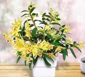  『盆栽』新型盆栽花卉，花量具多，金黄色花朵，香气怡人，营养价值很高