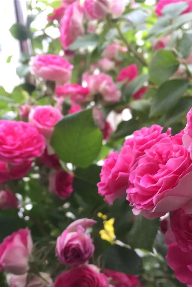  『丰花性好』狼家自育的表现到底如何，戳进来看看花友们的大实话