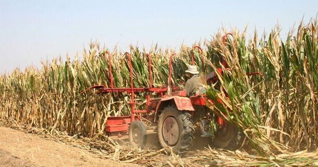 如今年轻人不种地，以后农村的土地谁来种，答案在下方！