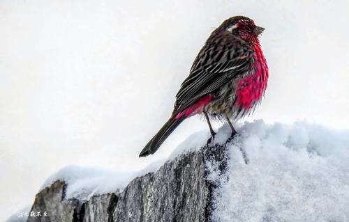 黑白诗画——色季拉山雪中观南迦巴瓦