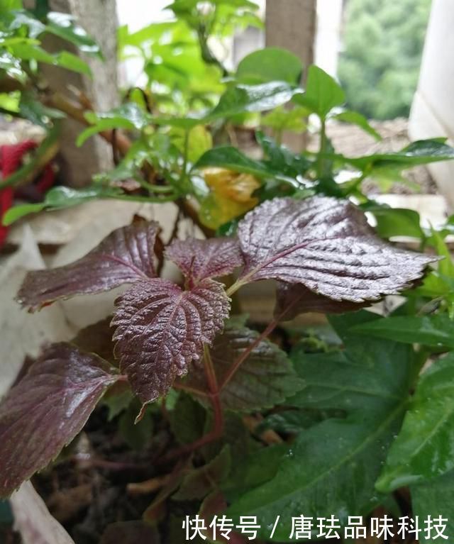 花盆@春天来了,酸咪草都开了,紫苏都种活了!