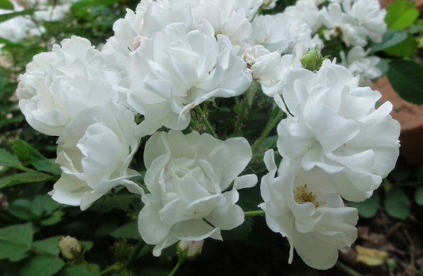 【阳台】这些花朵丢阳台超美,开窗满屋子飘香,花开惊艳四方,绚丽多彩
