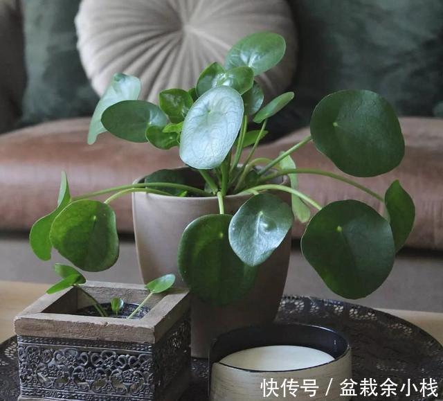  『路边』爆红的镜面草，中国没人要的路边花，国外竟然抢着种，可流行了